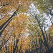 Autunno a Piano Battaglia