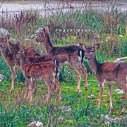 Autunno a Piano Battaglia