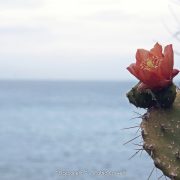 Passeggiata a Punta Barcarello – Fabio Corselli