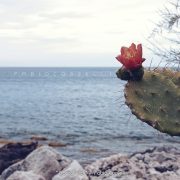 Passeggiata a Punta Barcarello – Fabio Corselli