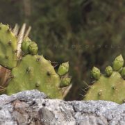 Passeggiata a Punta Barcarello – Fabio Corselli