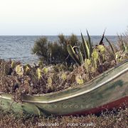 Passeggiata a Punta Barcarello – Fabio Corselli