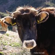 Cascata del Catafurco, Nebrodi – Fabio Corselli