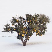 Neve Ventimiglia di Sicilia