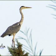 Amo Sicilia by Fabio Corselli Fotografia