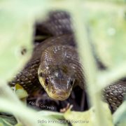 Saettone, serpente incazzatello