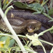 Saettone, serpente incazzatello