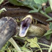 Saettone, serpente incazzatello