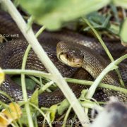 Saettone, serpente incazzatello