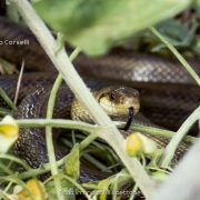 Saettone, serpente incazzatello