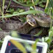 Saettone, serpente incazzatello