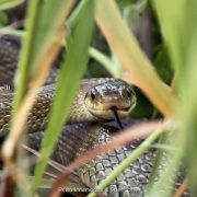 Saettone, serpente incazzatello