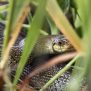 Saettone, serpente incazzatello