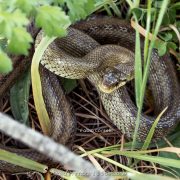 Saettone, serpente incazzatello