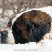 Piano Battaglia SnowFun – DSC1192