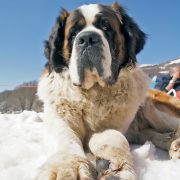 Piano Battaglia SnowFun – DSC1204